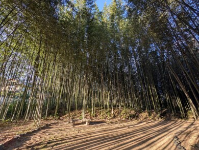 京都大覚寺の竹林