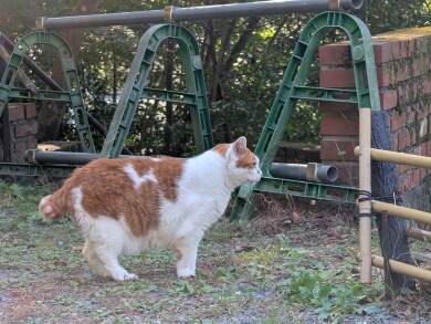 哲学の道, Tetsugaku no michi