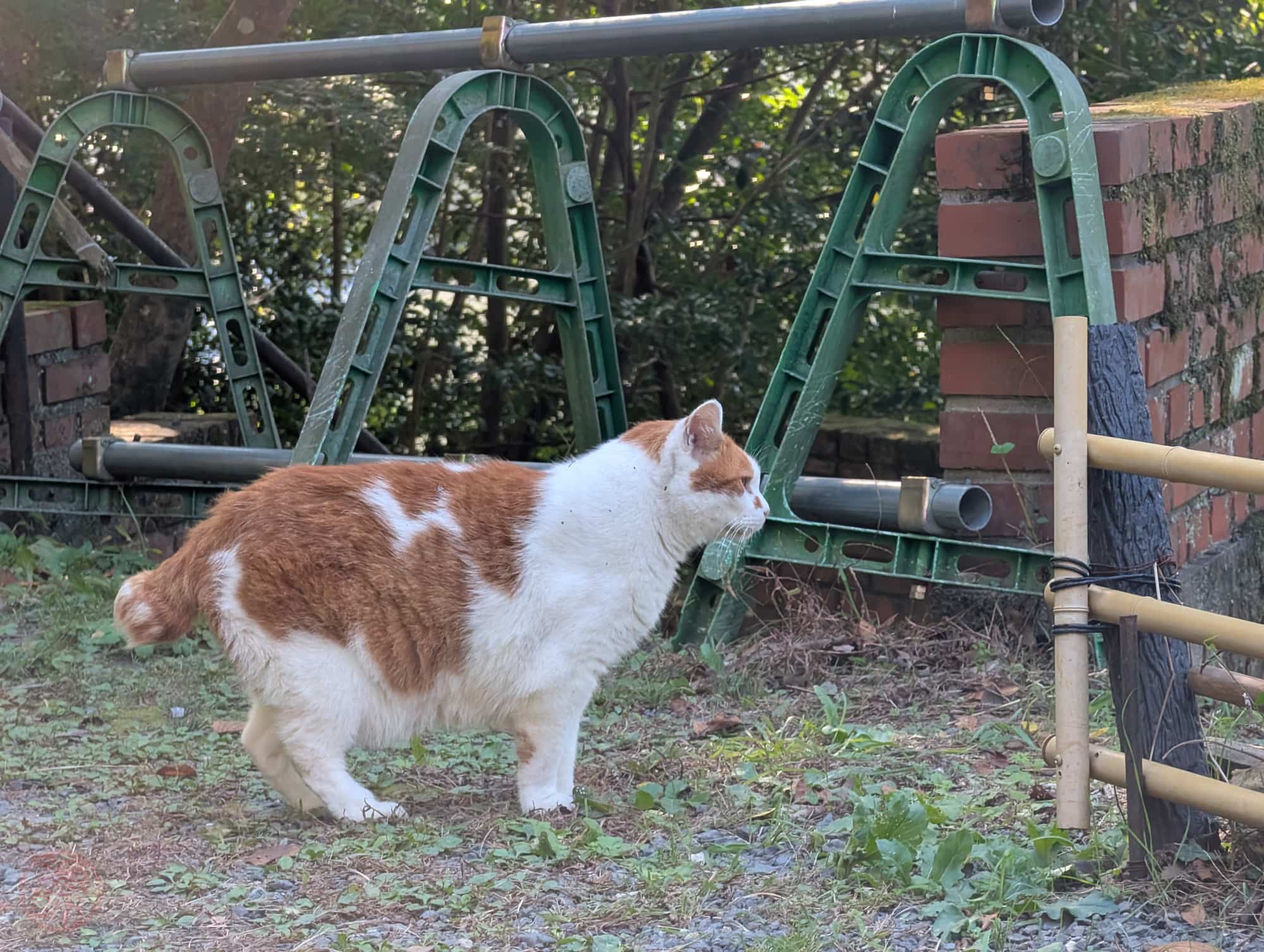 哲学の道, Tetsugaku no michi