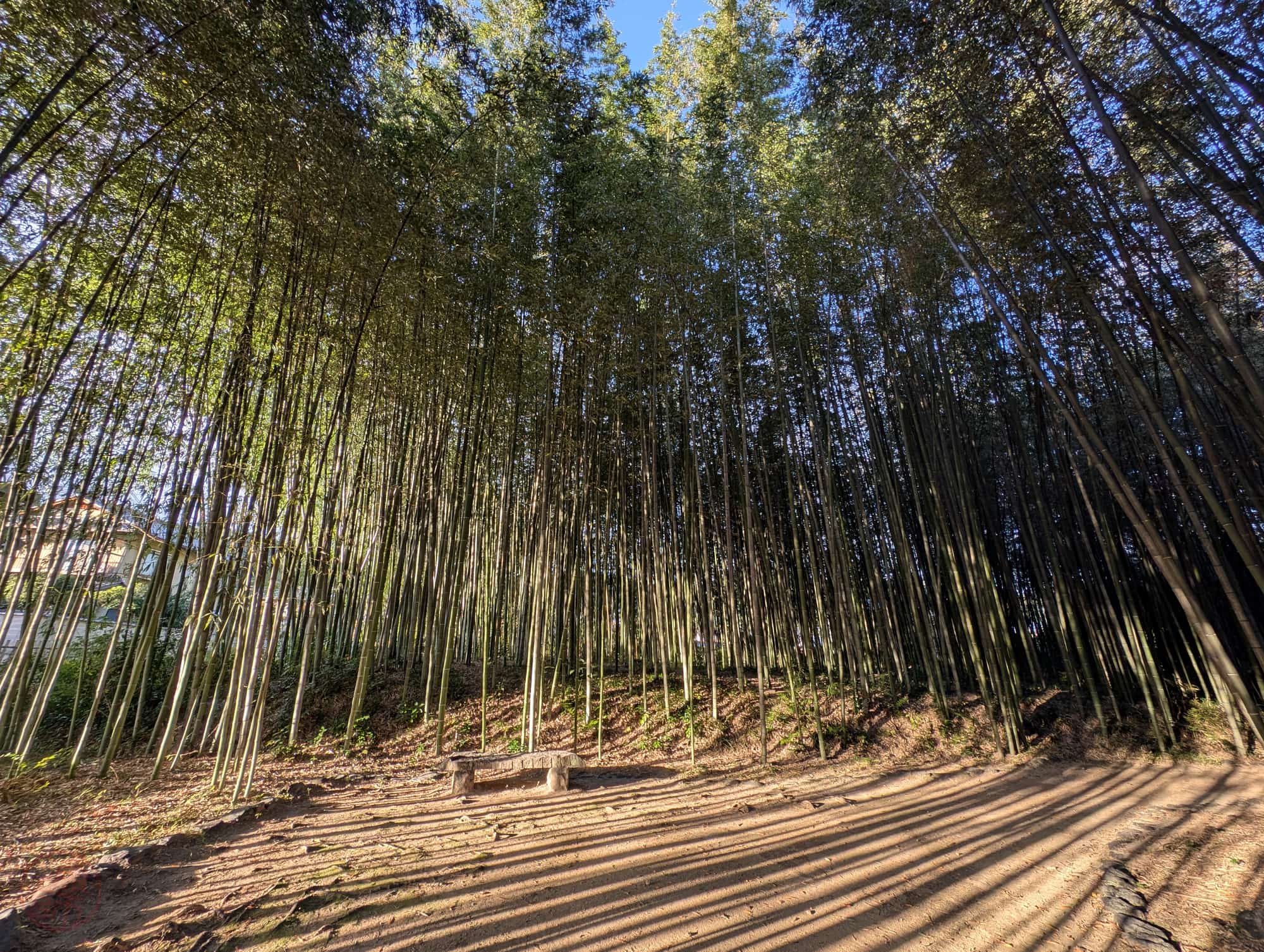 京都大覚寺の竹林