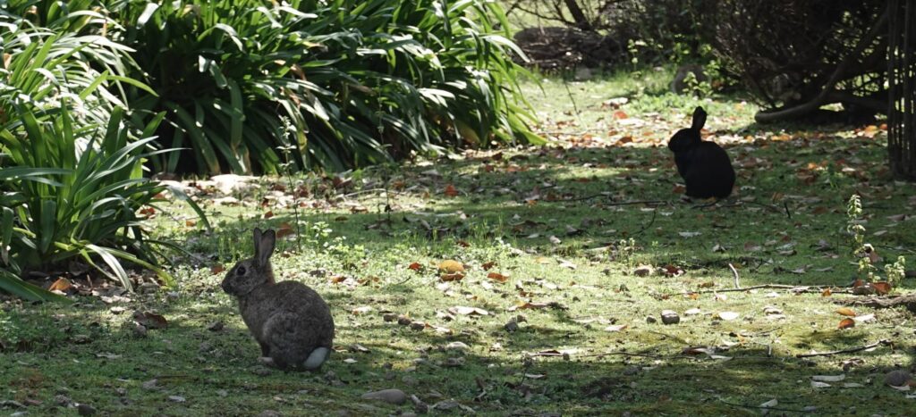 Bunnies in ESO/ALMA garden, Santiago de Chile